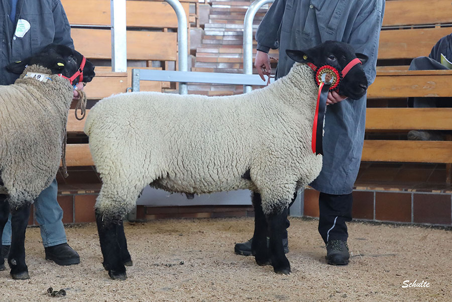 Suffolkzucht Trinkl – 1A Bock jüngste Klasse und Reservesieger