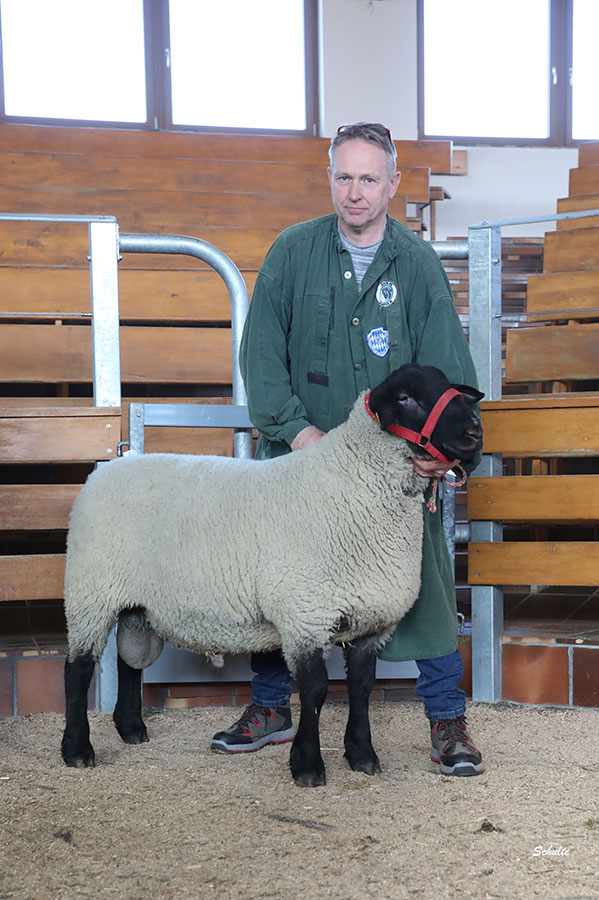 Suffolkzucht Trinkl – 1C Bock 4 Klasse